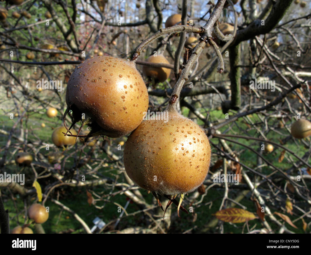 Mispel (canescens Germanica), Obst auf einem Ast im Winter, Deutschland Stockfoto