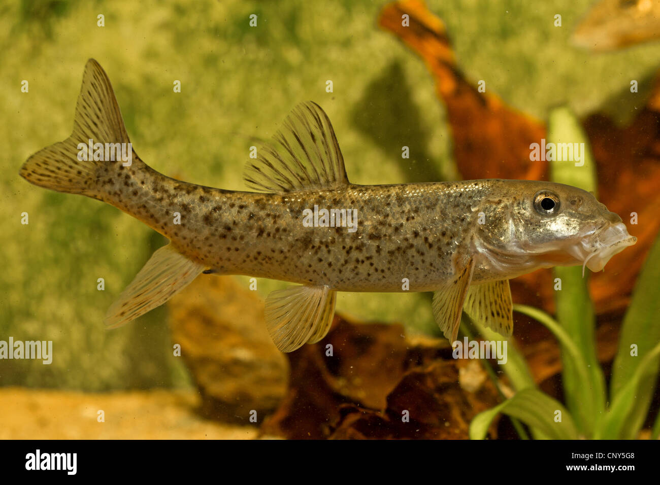 Barbus meridionalis Fotos und Bildmaterial in hoher Auflösung Alamy