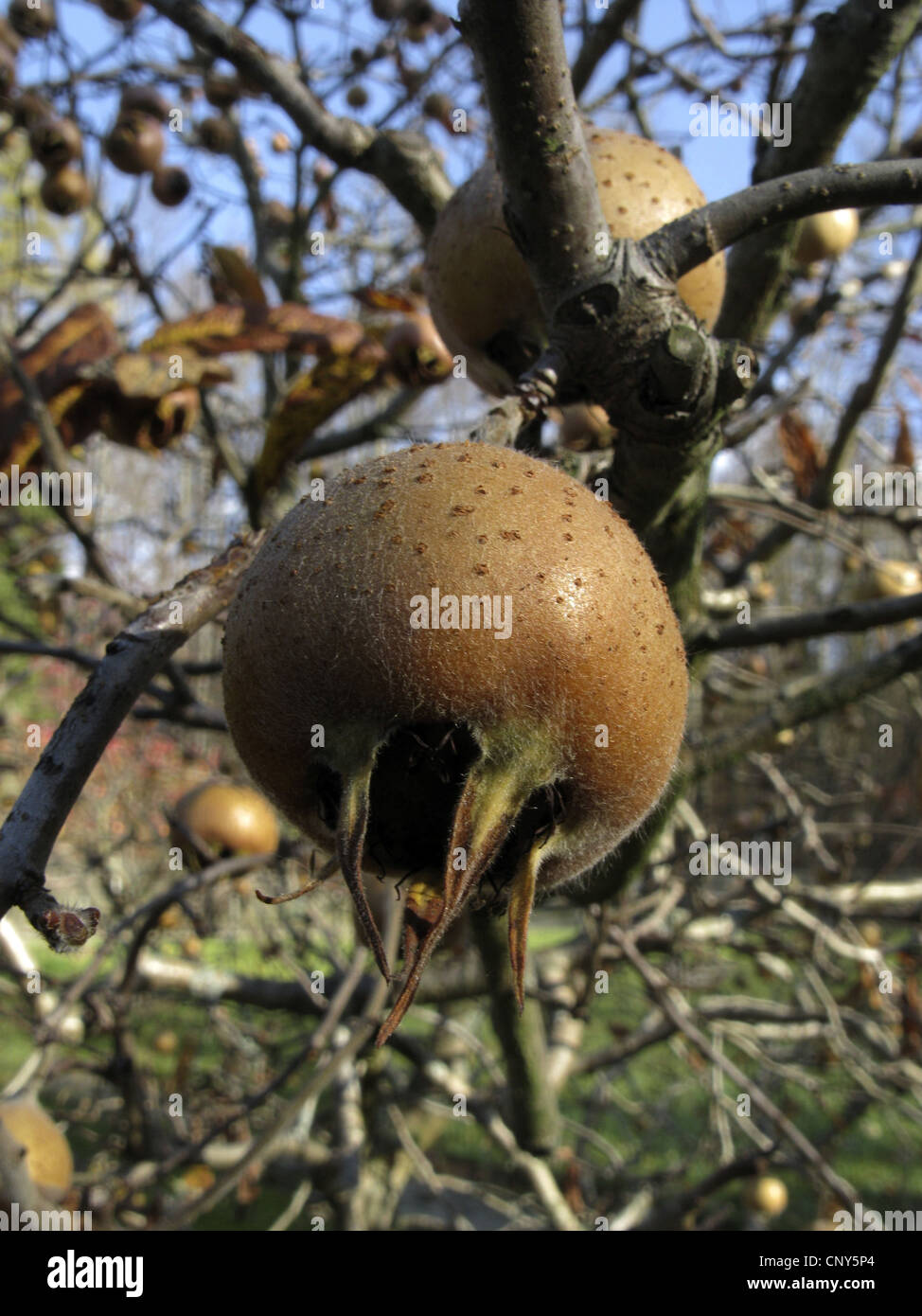 Mispel (canescens Germanica), Obst auf einem Ast im Winter, Deutschland Stockfoto