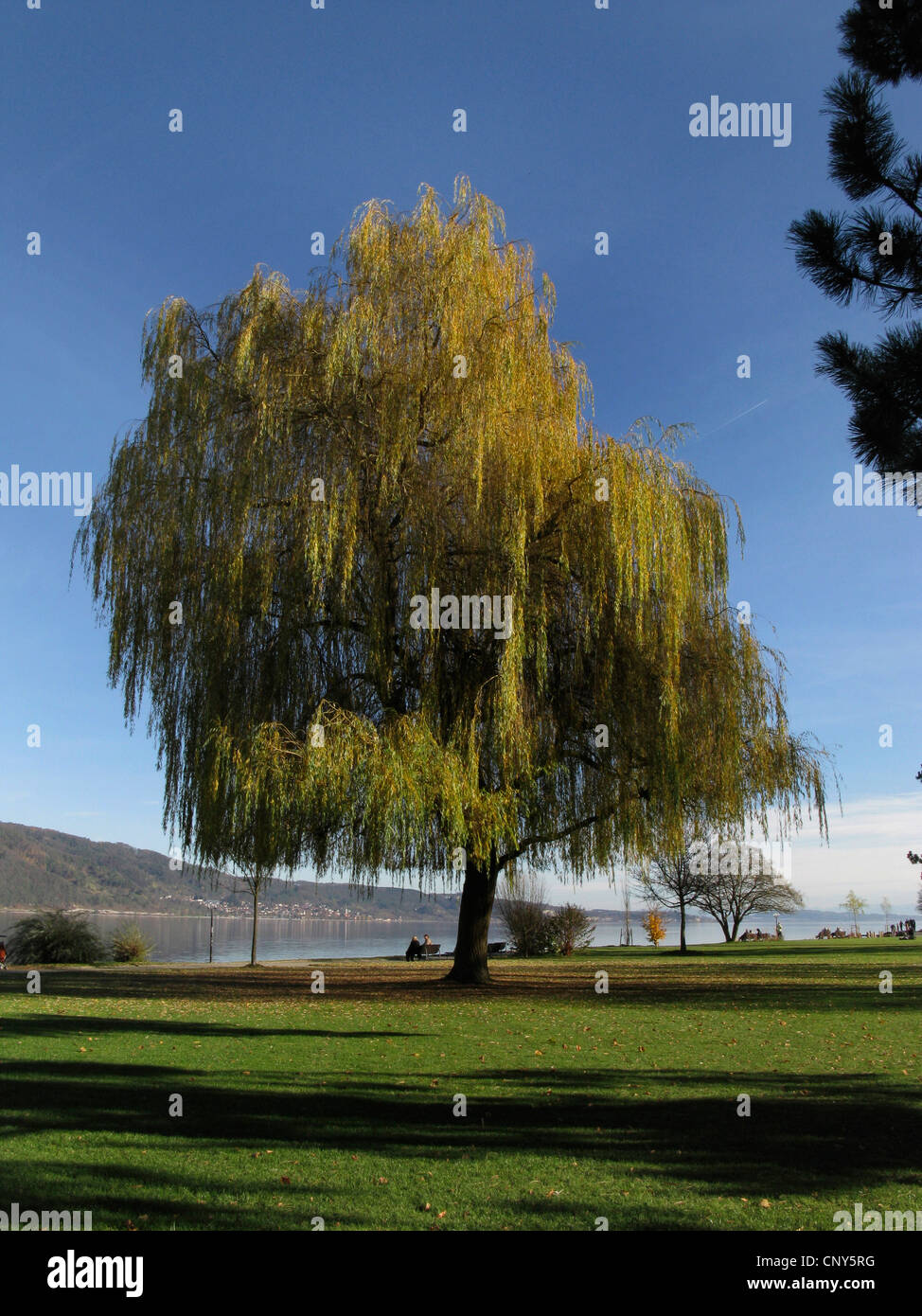Zwerg grau-Weide (Salix Tristis), einziger Baum in einem Park, Deutschland Stockfoto