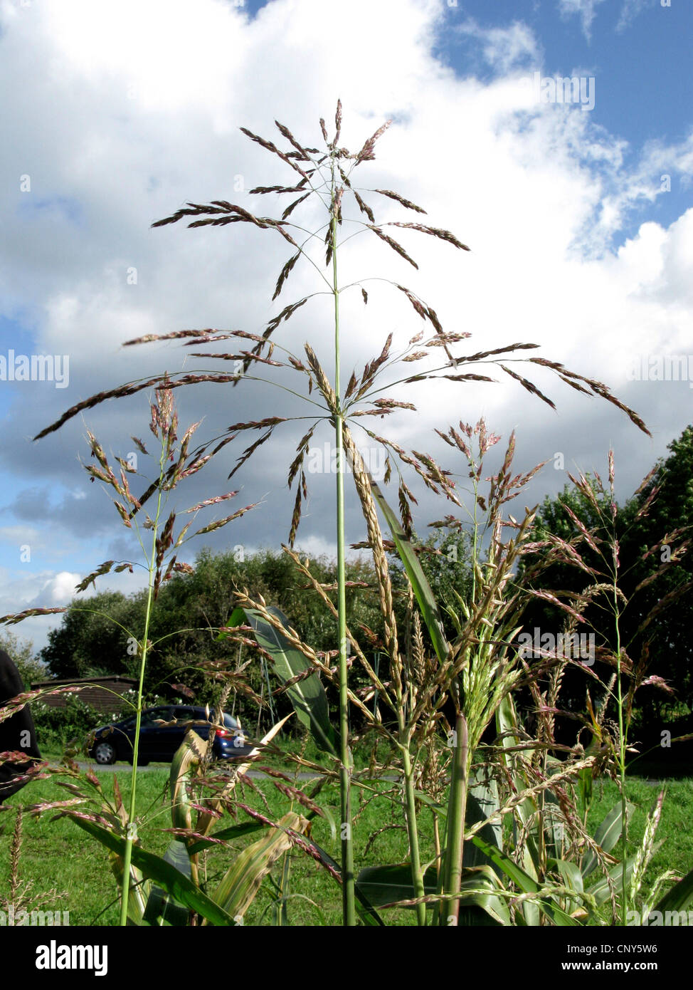 Johnson-Grass, Sorghum, Johnsongrass (Sorghum Halepense), Blütenstand, Deutschland Stockfoto