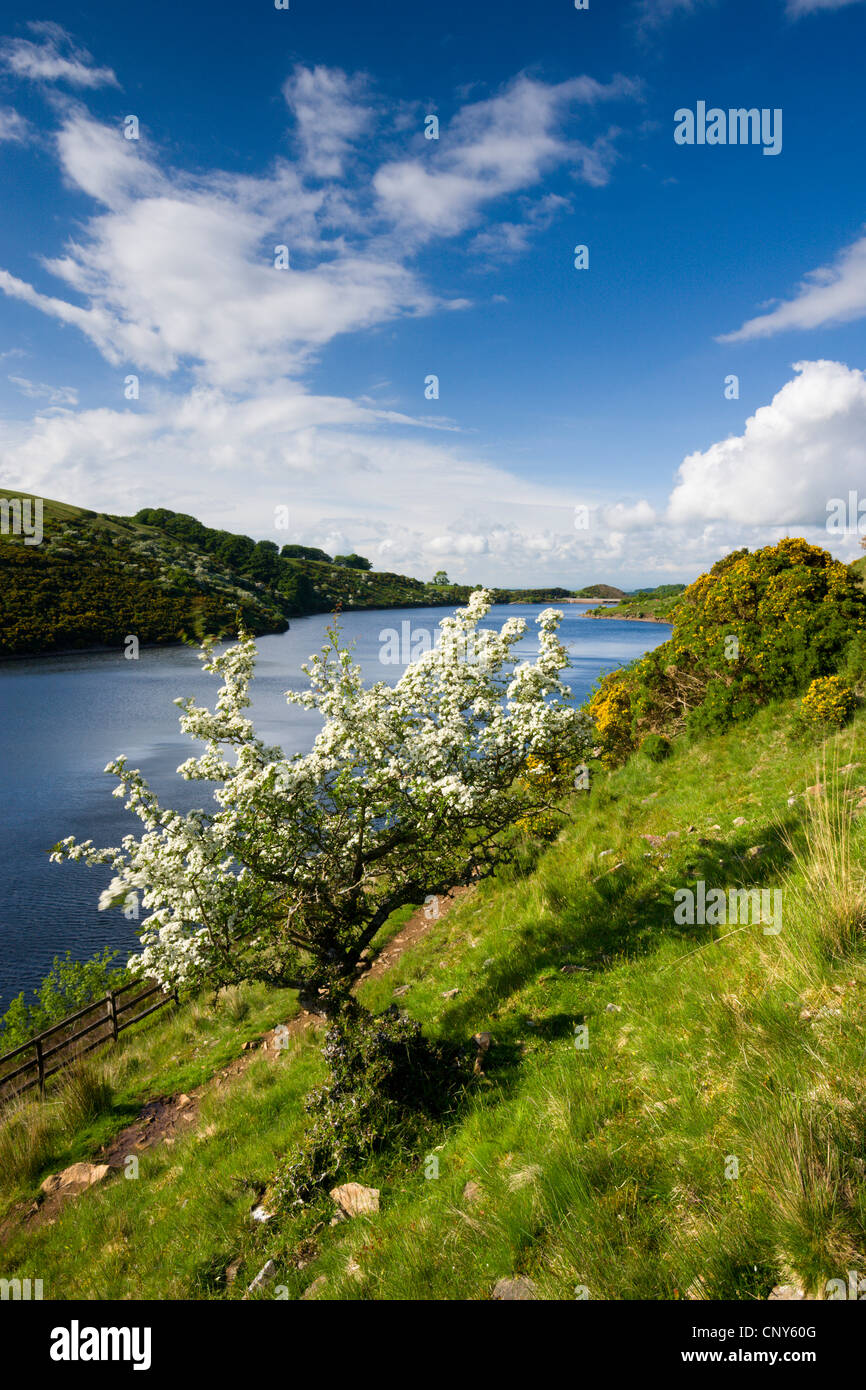 Weißdorn-Baum in voller Blüte, Meldon Reservoir, Dartmoor National Park, Devon, England. Frühjahr 2008 Stockfoto