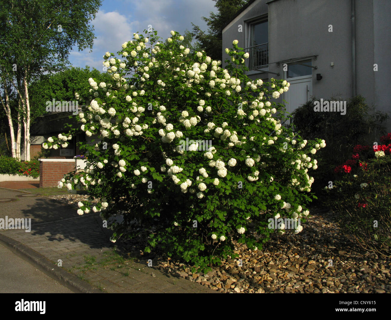 GuelderRose Schneeball (Viburnum Opulus 'Roseum', Viburnum Opulus
