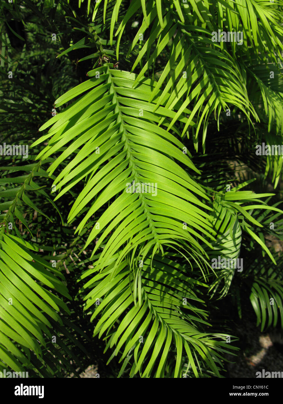 Wollemi Pine (Wollemia Nobilis), verzweigen Stockfoto