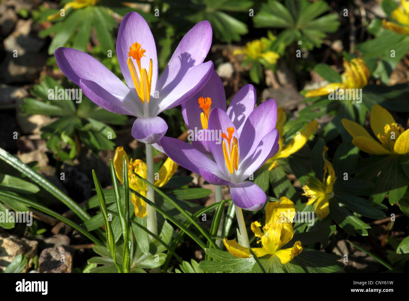 Frühe Krokusse (Crocus Tommasinianus), blüht mit Winter aconites Stockfoto