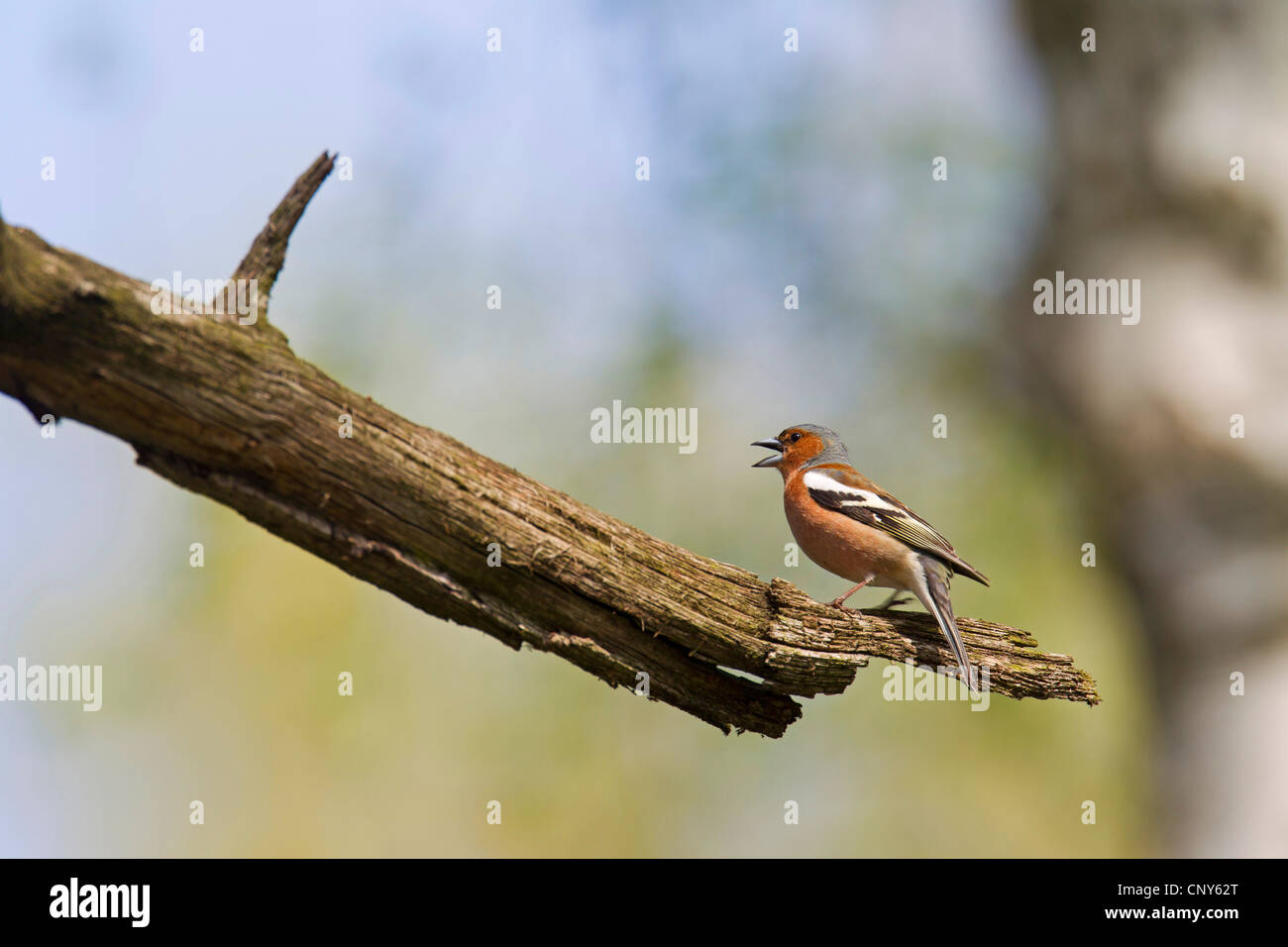 Buchfinken (Fringilla Coelebs), Männlich, Deutschland, Sachsen, Biosphaerenreservat Oberlausitzer Heide-Und Teichlandschaft singen Stockfoto