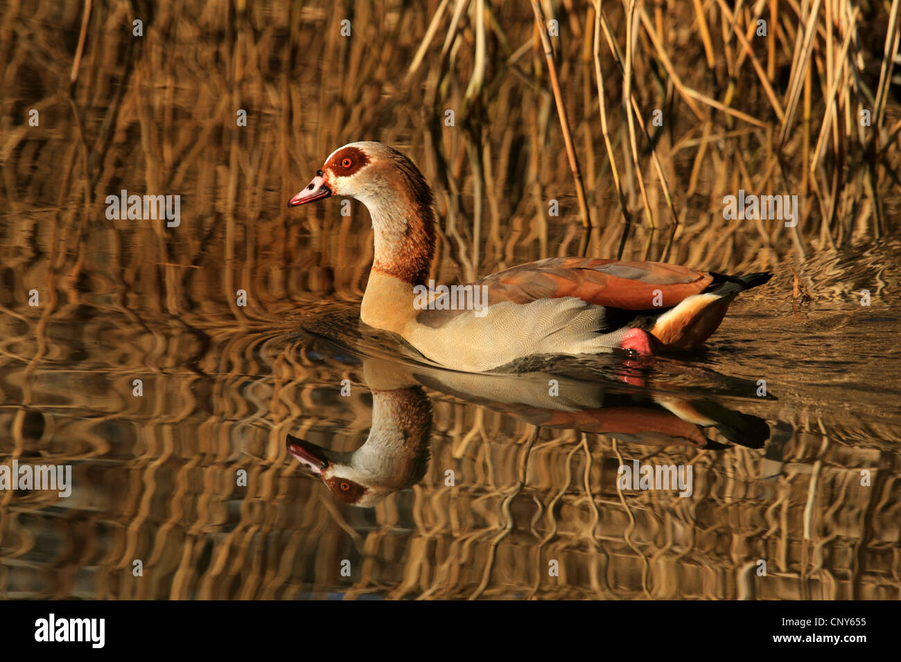 Nilgans (Alopochen Aegyptiacus), Schwimmen in ruhigem Wasser am Rand der Zone reed Stockfoto