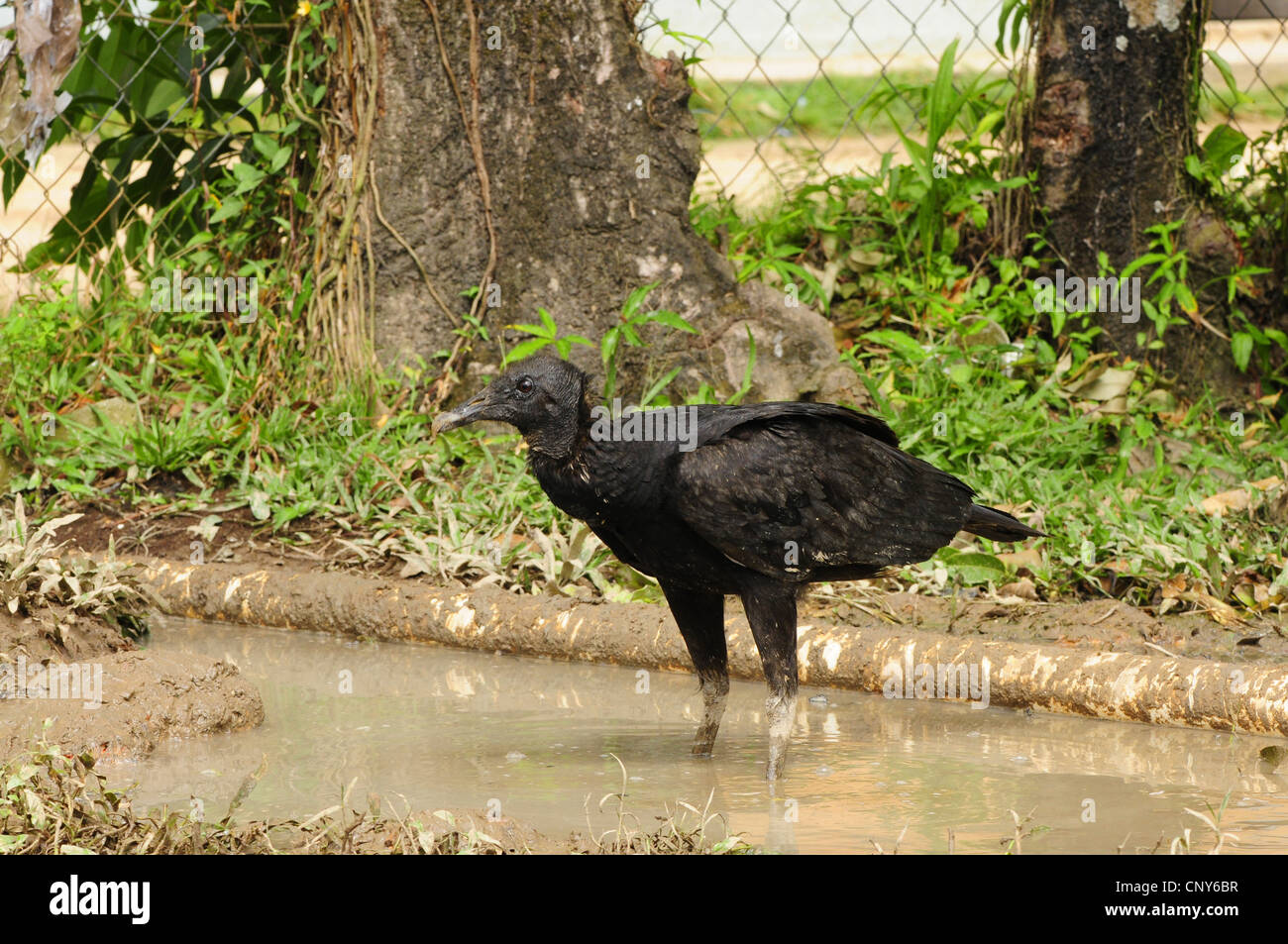 Amerikanische schwarze Geier (Coragyps Atratus), stehen in einer Pfütze, Honduras, Gracias a Dios, Brus Laguna Stockfoto