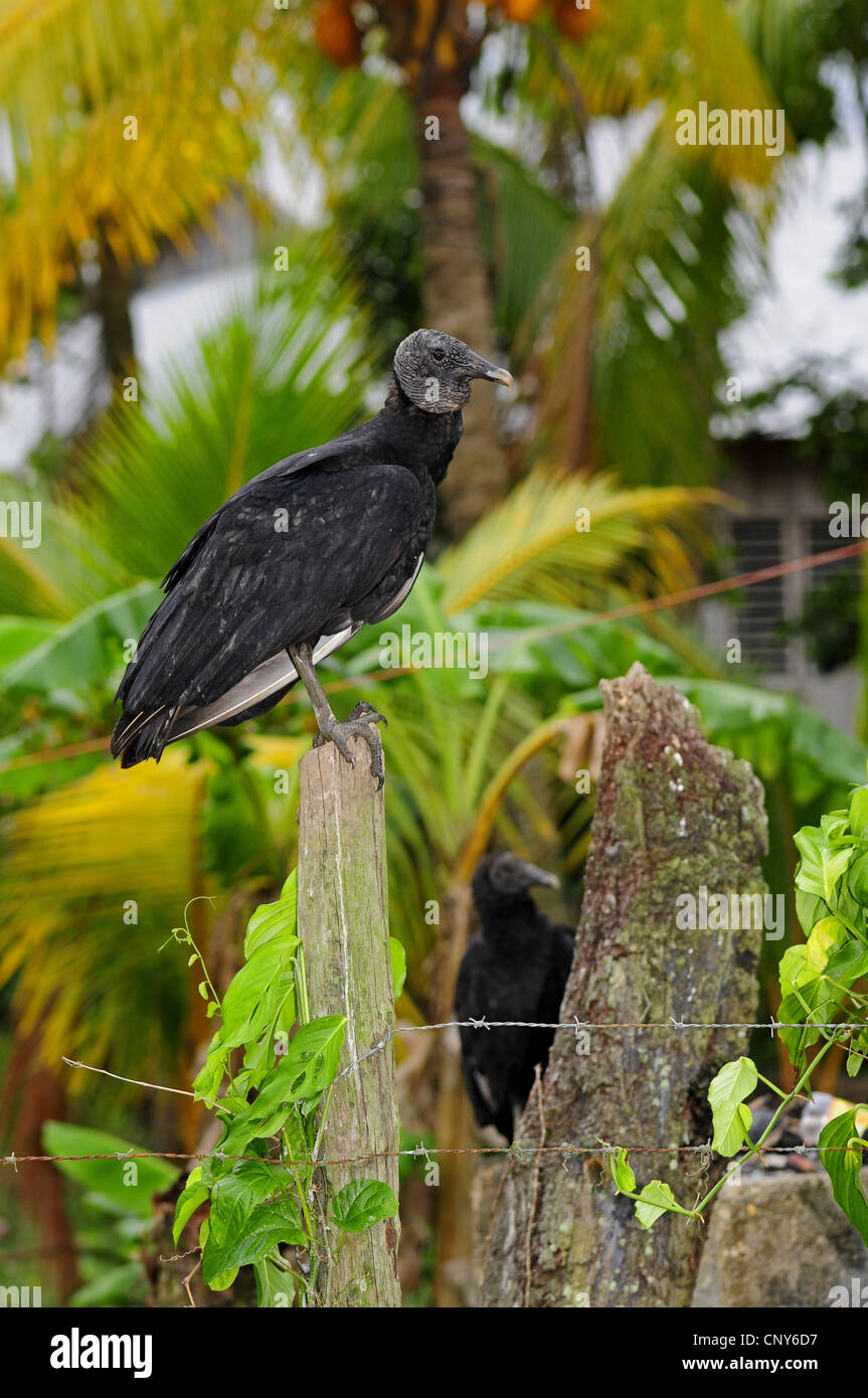 Amerikanische schwarze Geier (Coragyps Atratus), sitzt auf einem hölzernen Pfosten, Honduras, Brus Laguna Stockfoto