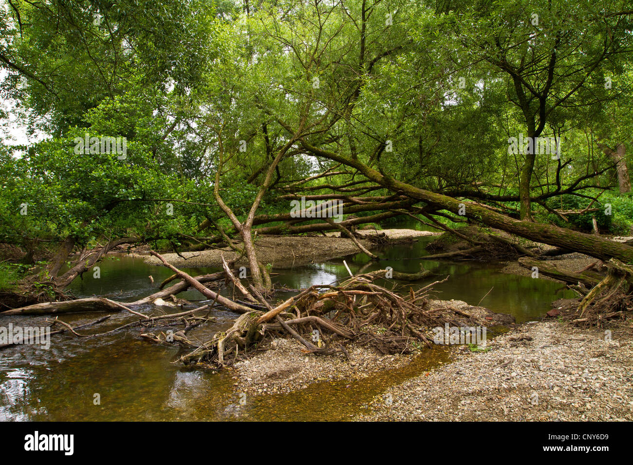 Silberweide (Salix Alba), Auwald, Deutschland, Bayern, Isental Stockfoto