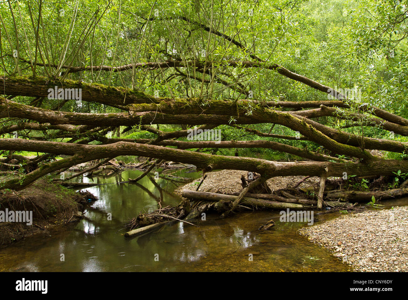 Silberweide (Salix Alba), Auwald, Deutschland, Bayern, Isental Stockfoto