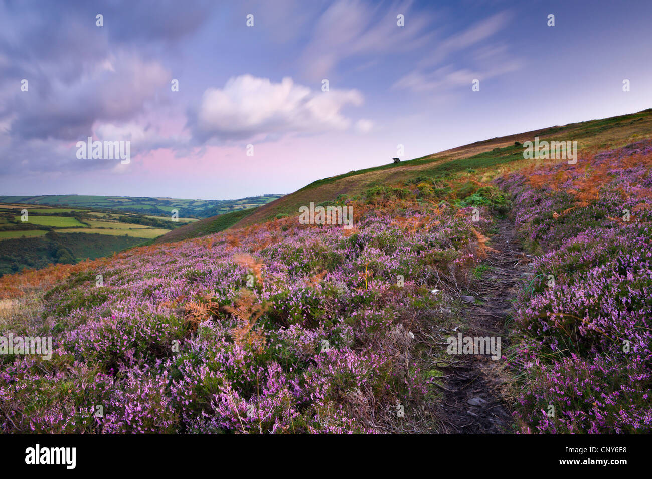 Wanderweg schlängelt sich durch Teppich von blühenden Heidekraut auf Trentishoe Down, Exmoor National Park, Devon, England Stockfoto