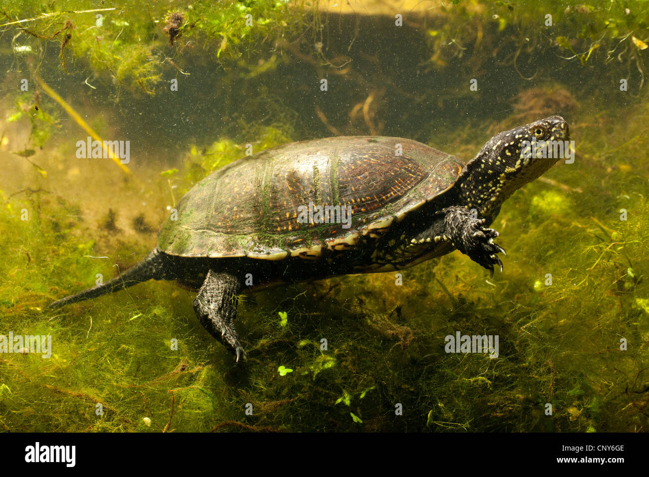 Europäische Sumpfschildkröte, Europäische Sumpfschildkröte, europäischer Teich Schildkröte (Emys Orbicularis), Tauchen Stockfoto