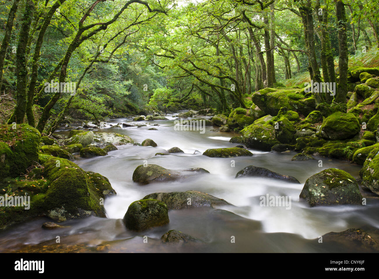 Rocky River Plym fließt durch Dewerstone Wood im Dartmoor National Park, Devon, England Stockfoto