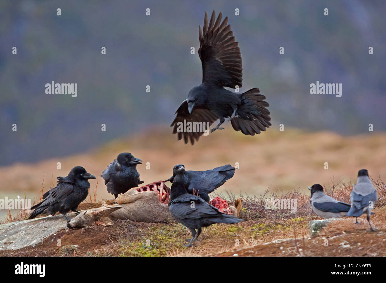 Kolkrabe (Corvus Corax), Fütterung auf totes Reh, Norwegen Stockfoto