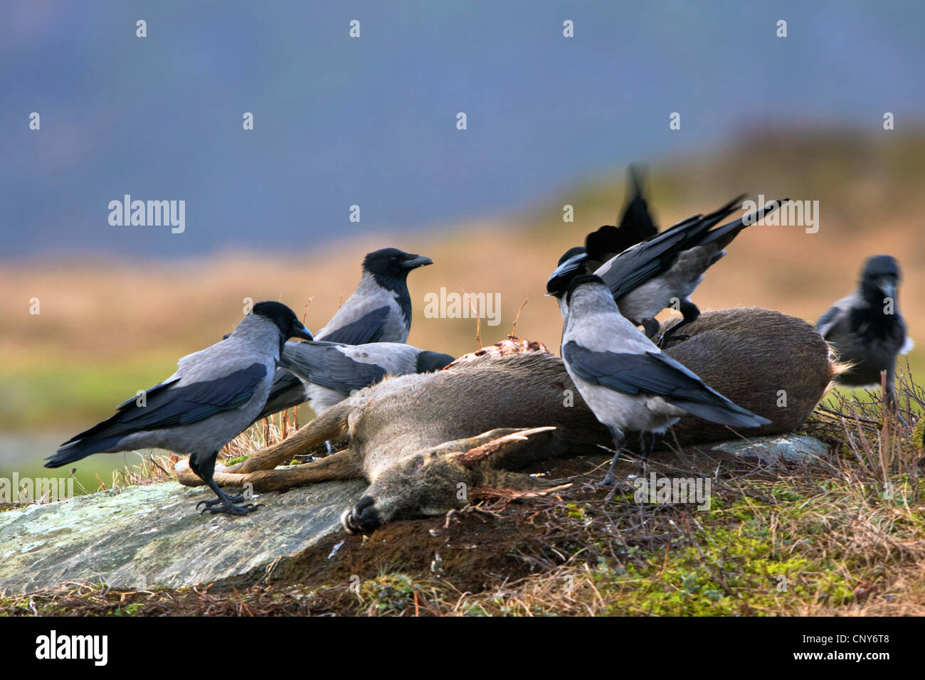 mit Kapuze Krähe (Corvus Corone Cornix), Fütterung auf totes Reh, Norwegen Stockfoto