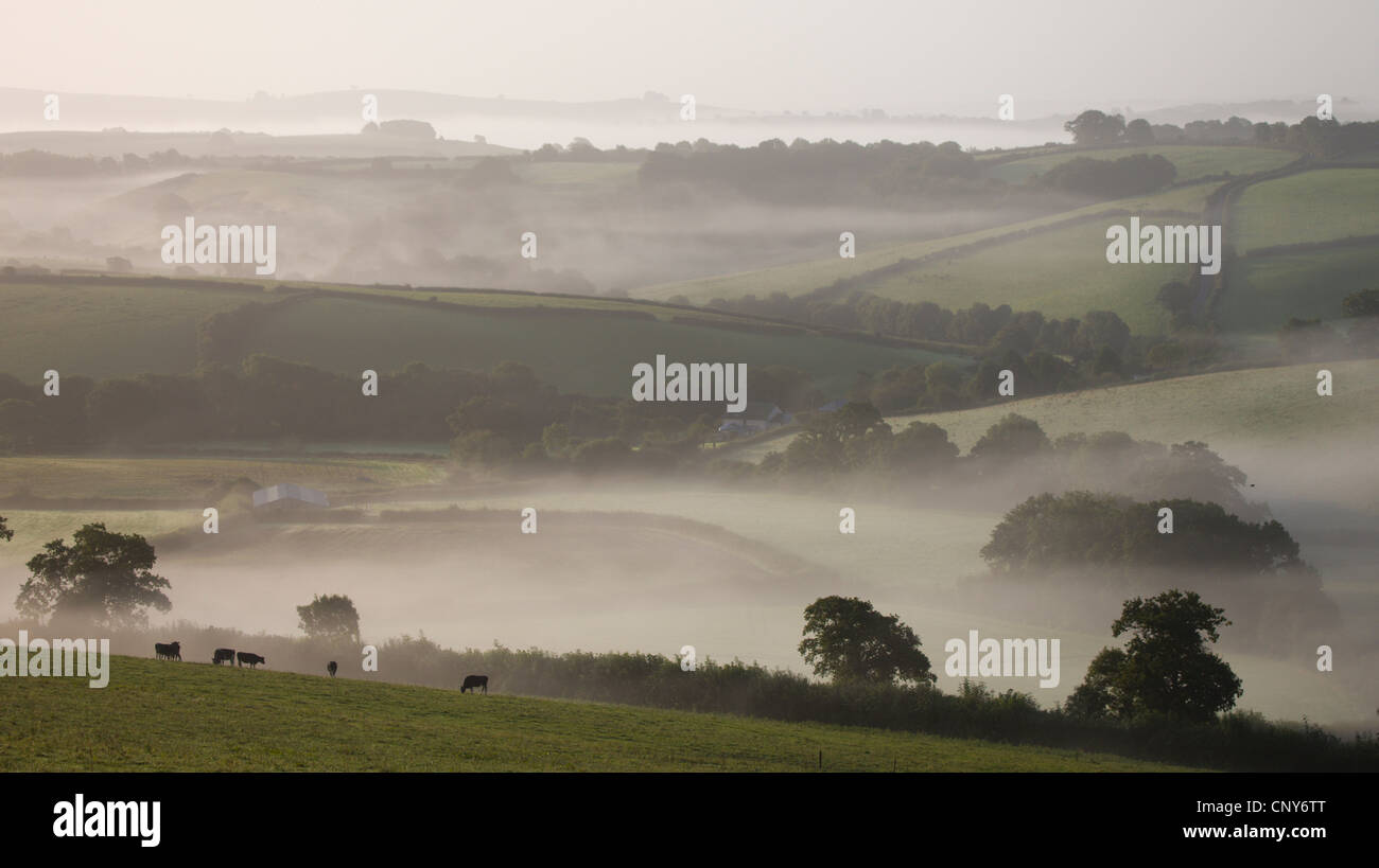 Milchkühe grasen im nebligen Ackerland in der Nähe von Crediton, Mid Devon, England Stockfoto