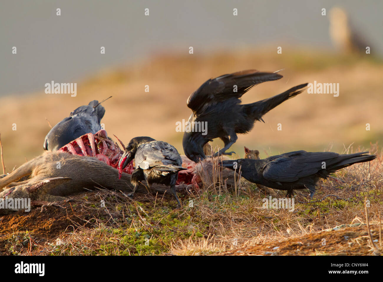 Kolkrabe (Corvus Corax), Fütterung auf totes Reh, Norwegen Stockfoto