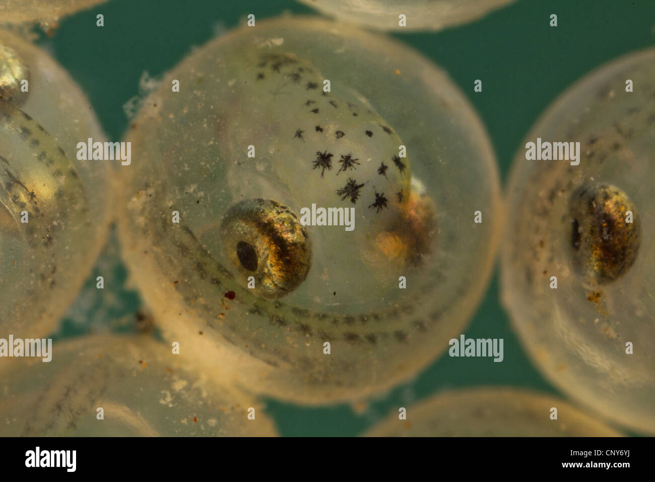 Felchen, See Felchen (Coregonus spec.), Eiern mit den Augen bereits entwickelt Stockfoto