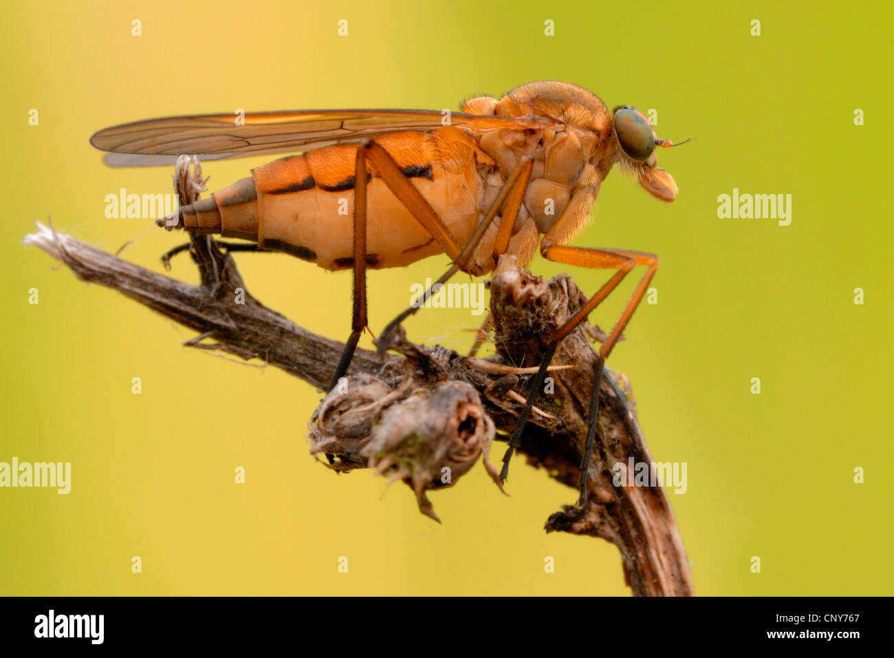 Rhagio Scolopaceus (Rhagio Scolopaceus), sitzt auf einem Zweig, Deutschland Stockfoto