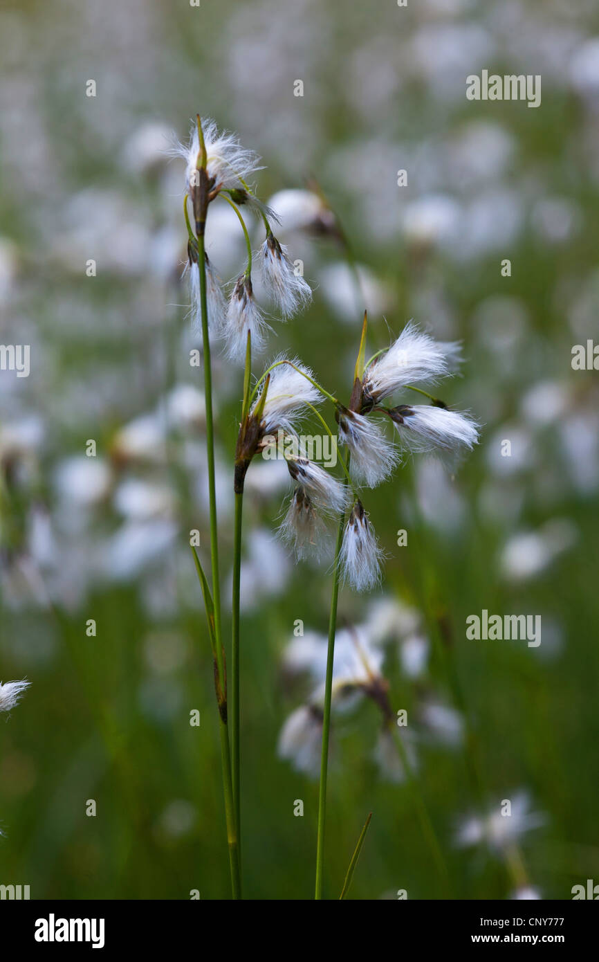 gemeinsamen Wollgras, Narrow-leaved Wollgras (Wollgras Angustifolium), Fruchtbildung, Deutschland, Bayern, Staffelsee Stockfoto