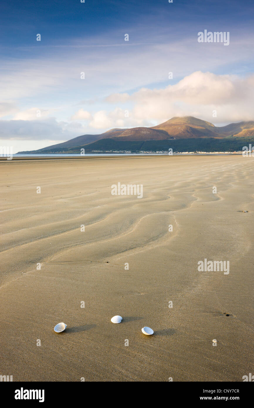 Muscheln auf Dundrum Bucht, mit Blick auf die Berge von Mourne, County Down, Nordirland Stockfoto
