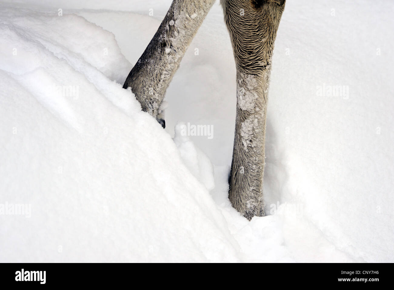 Elch, Europäischen Elch (Alces Alces Alces), Vorderbeine stehen im Schnee, Deutschland, Bayern, Nationalpark Bayerischer Wald Stockfoto