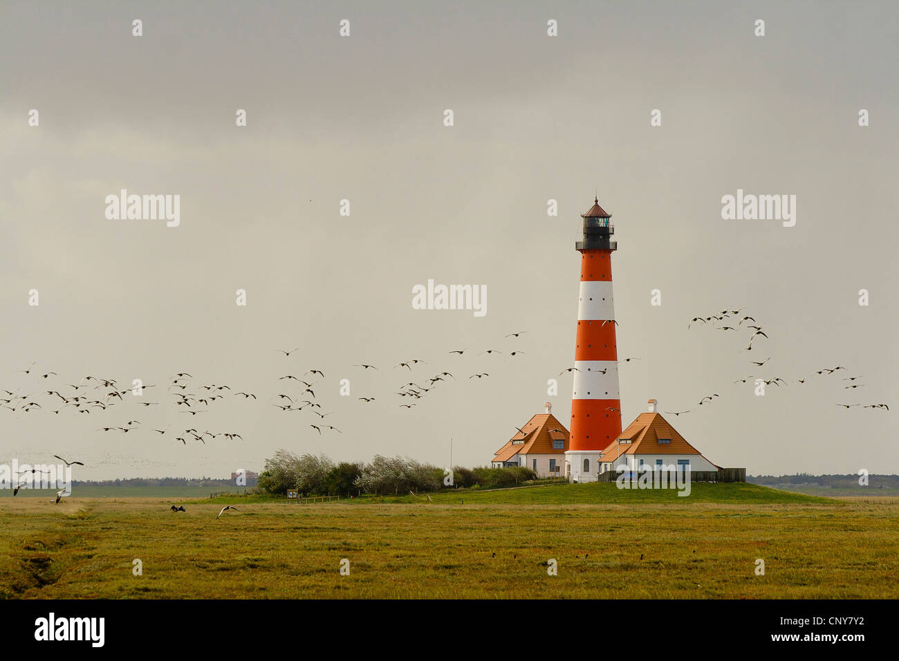 Weißwangengans (Branta Leucopsis), Leuchtturm von Westhever, Deutschland, Schleswig-Holstein, Norden Frisia, Westerhever Stockfoto