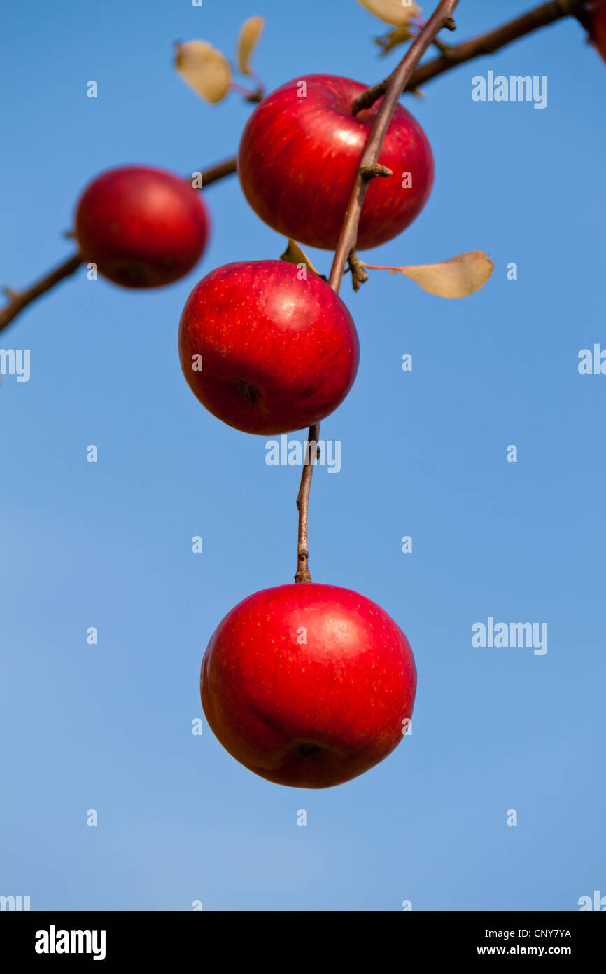 rote Äpfel in einer Filiale Stockfoto