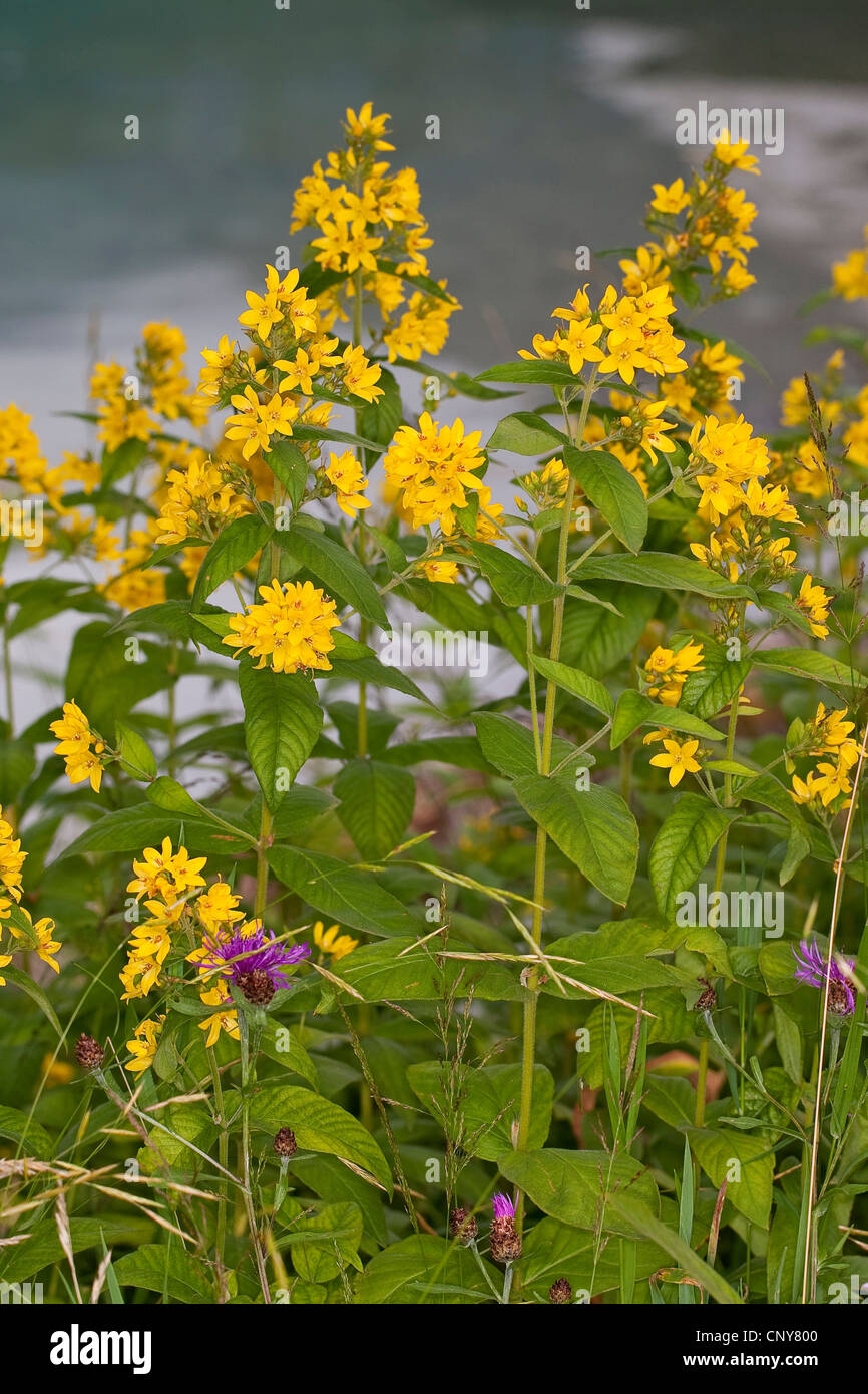 Garten Blutweiderich, Gilbweiderich (Lysimachia Vulgaris), blühen