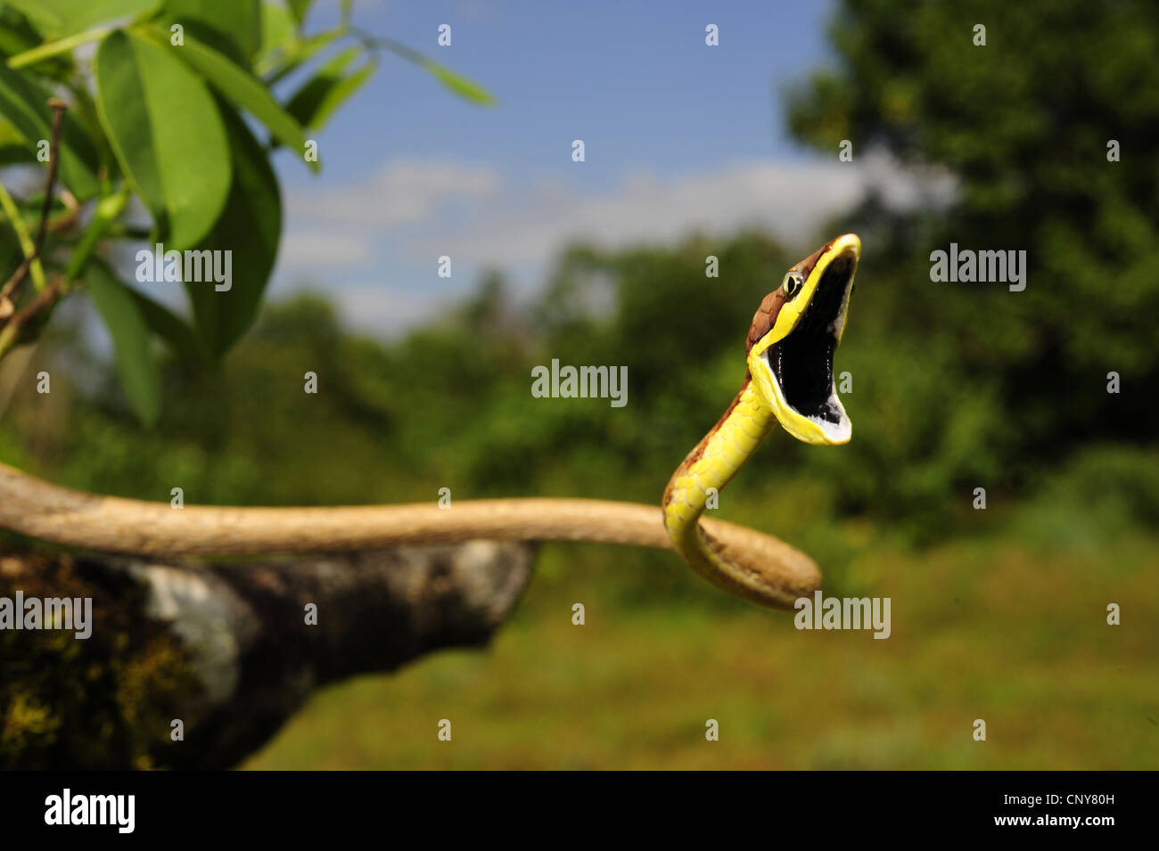 Mexikanische Rebe Schlange (Oxybelis aeneus), drohende Haltung mit offenem Mund, Honduras, La Mosquitia, Las Marias Stockfoto