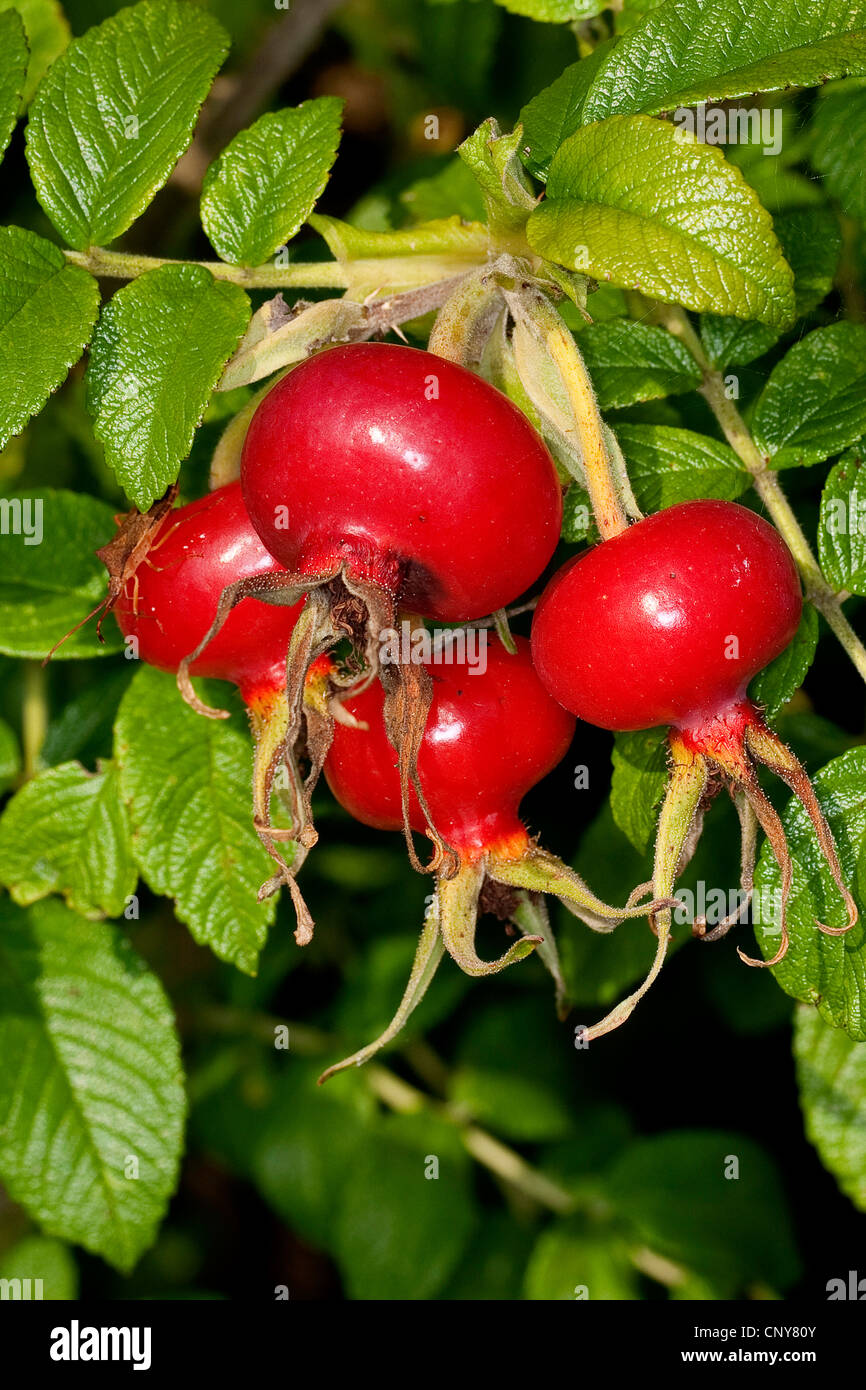 Rugosa Rose, japanische rose (Rosa Rugosa), Hagebutten, Deutschland Stockfoto