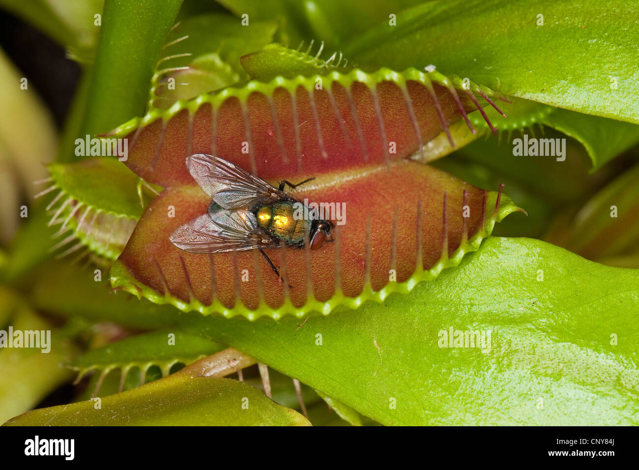 Venusfliegenfalle, Venusfliegenfalle, Venus Flytrap, Venus Fly Trap, Venus Fly Trap, Venus Fliegenfalle, Fly-Trap (Dionaea Muscipula), Blatt-Falle mit Beute Stockfoto