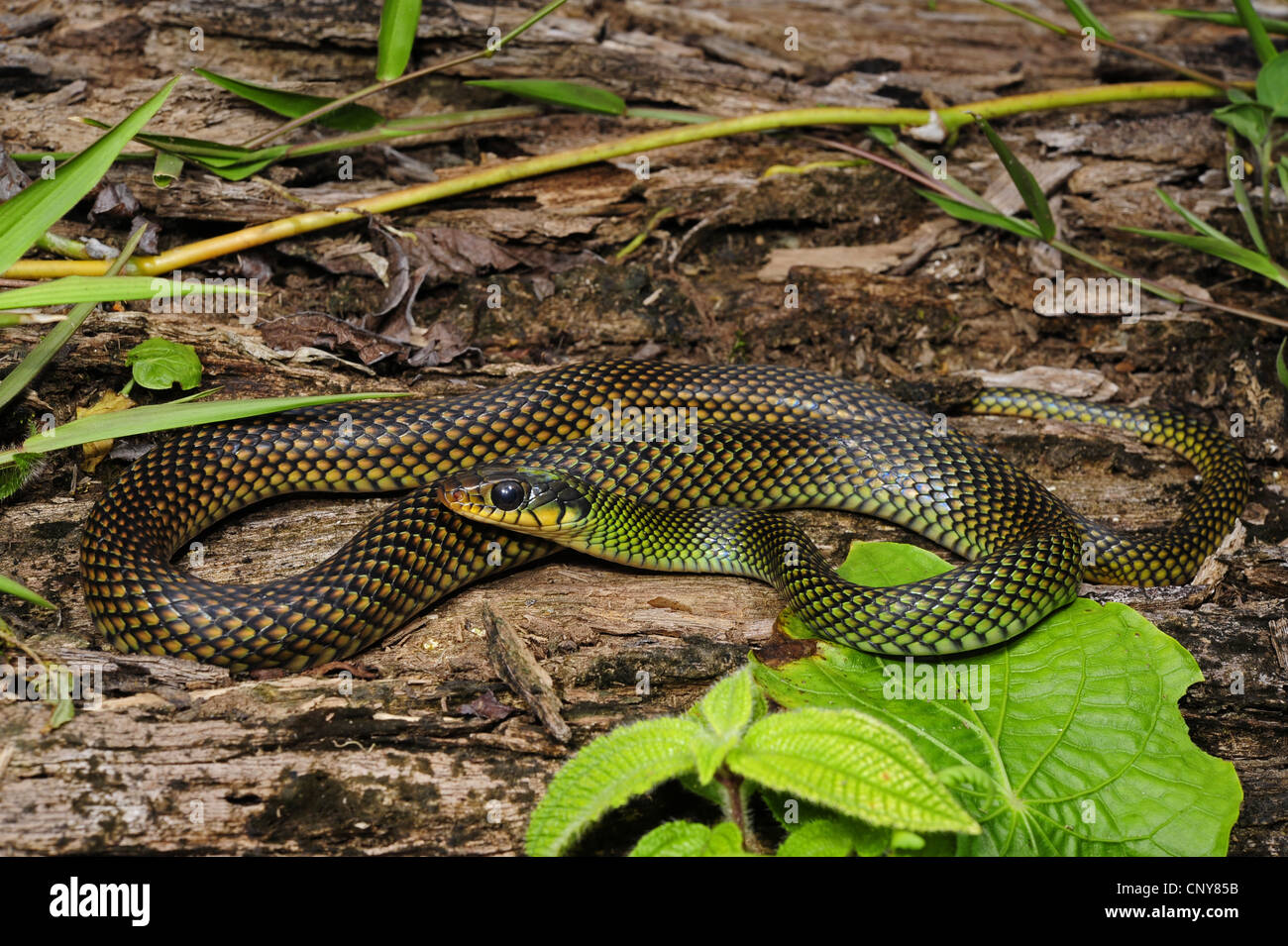 gesprenkelte Racer (Drymobius Margaritiferus Margaritiferus), auf dem Boden liegend, Honduras, La Mosquitia, Las Marias Stockfoto