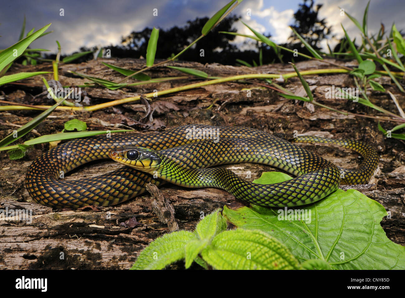 gesprenkelte Racer (Drymobius Margaritiferus Margaritiferus), auf dem Boden liegend, Honduras, La Mosquitia, Las Marias Stockfoto