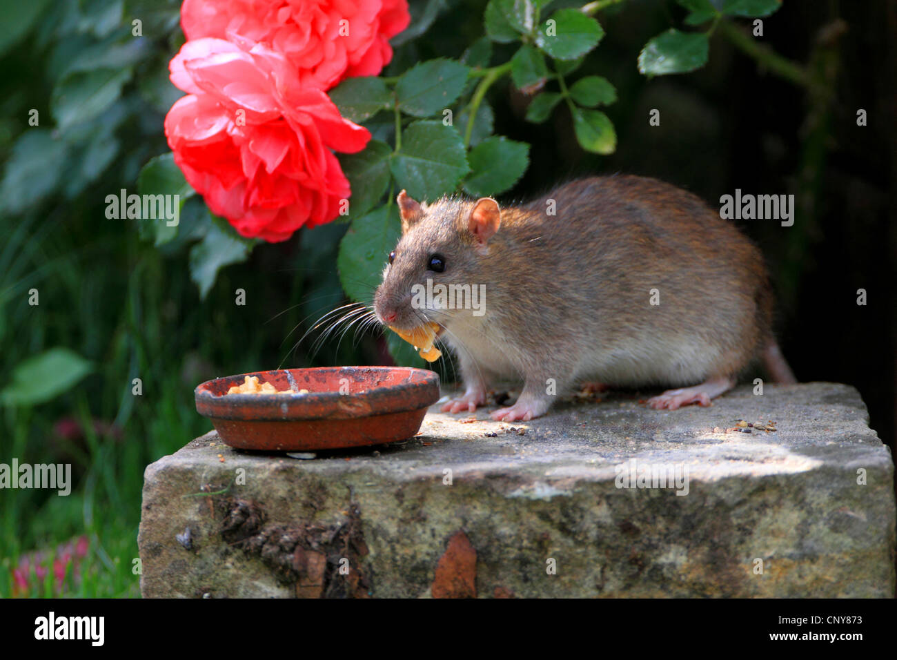 Braune Ratte, gemeinsame braune Ratte, Norwegen Ratte, gemeinsame Ratte (Rattus Norvegicus), Fütterung aus Schale, Deutschland Stockfoto
