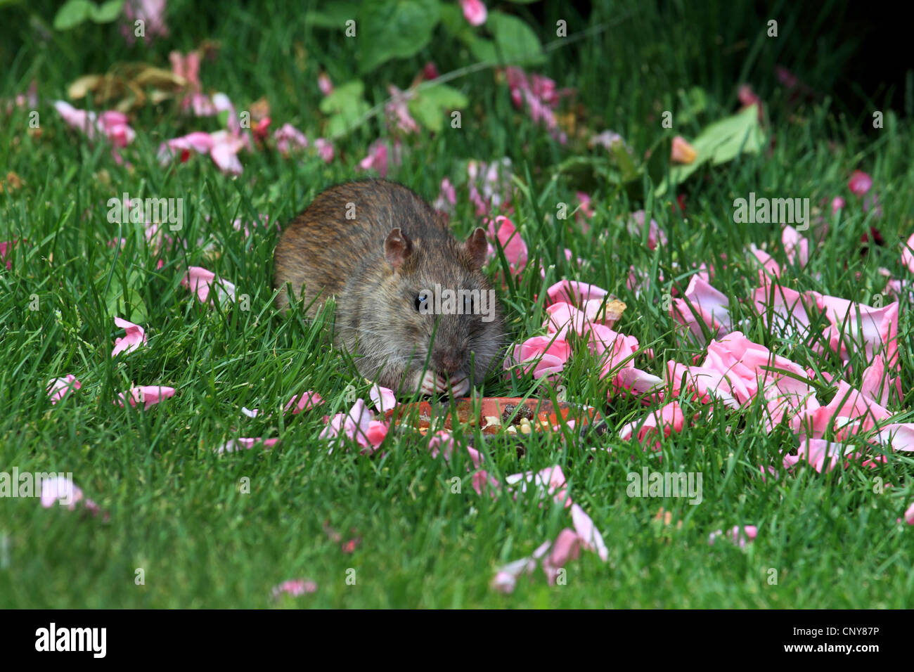 Braune Ratte, gemeinsame braune Ratte, Norwegen Ratte, gemeinsame Ratte (Rattus Norvegicus), auf einer Wiese mit Magnolienblüten, Deutschland Stockfoto