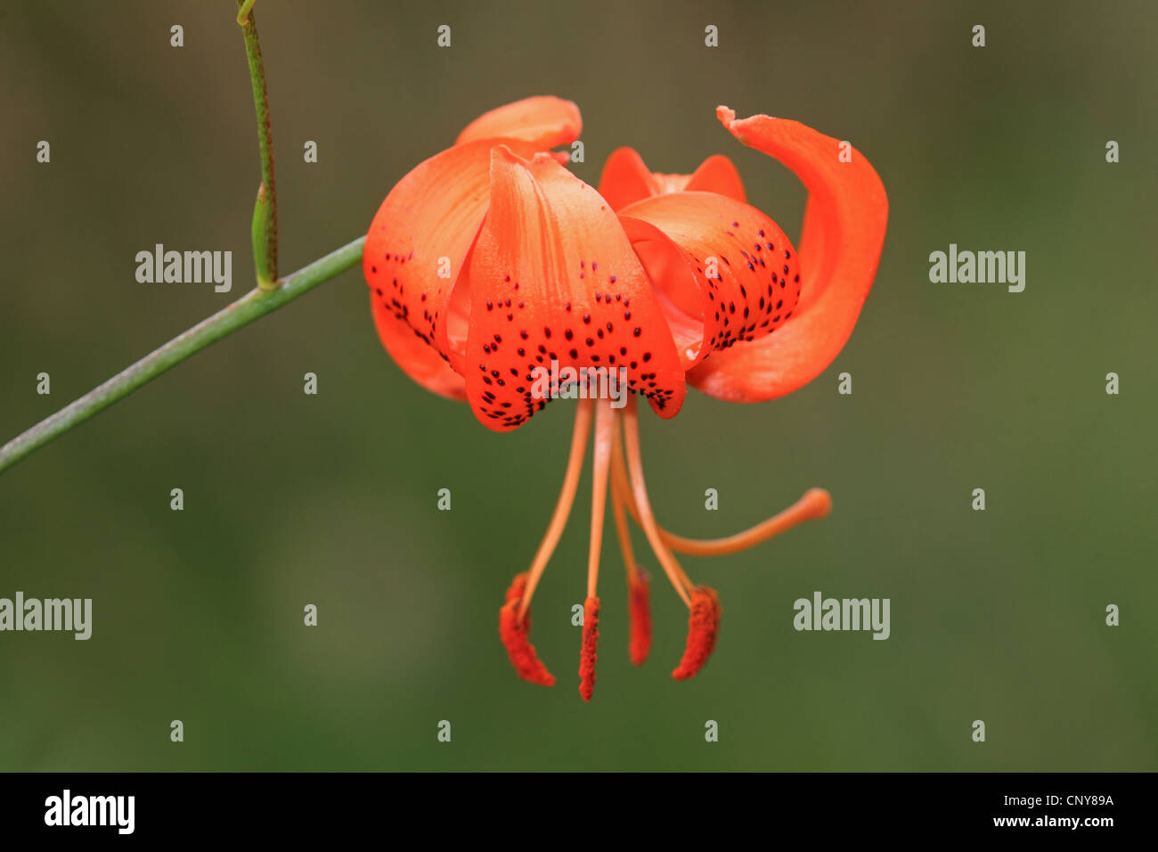 Lance-Blatt Tiger Lily, Tiger-Lilie (Lilium Lancifolium, Lilium Tigridum), orange Lilie Blume Stockfoto