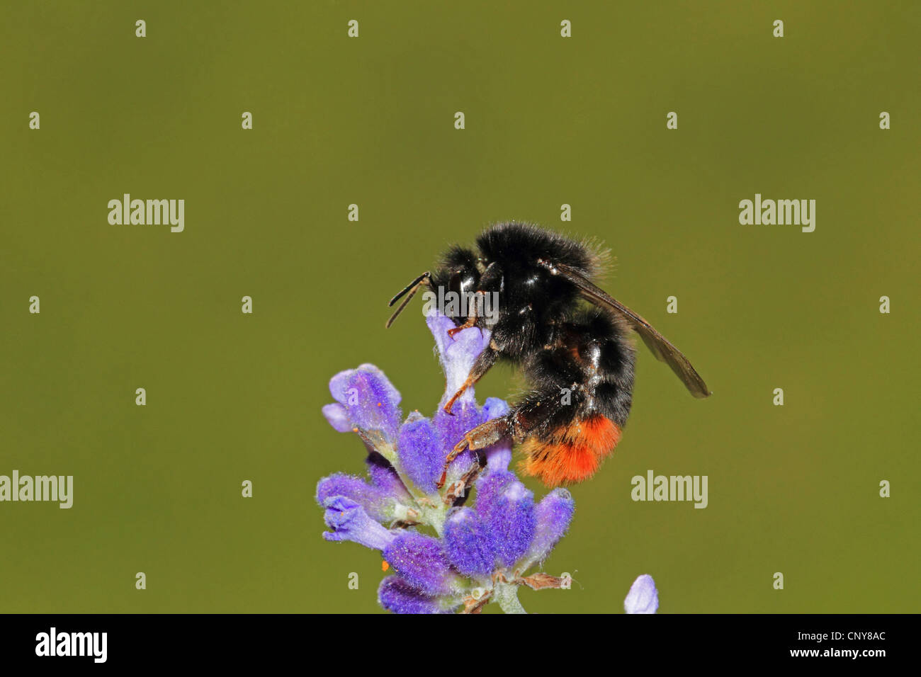 Rotschwanz-Hummel (Bombus Lapidarius, Pyrobombus Lapidarius, Aombus Lapidarius), saugen Nektar an Lavendel, Deutschland Stockfoto