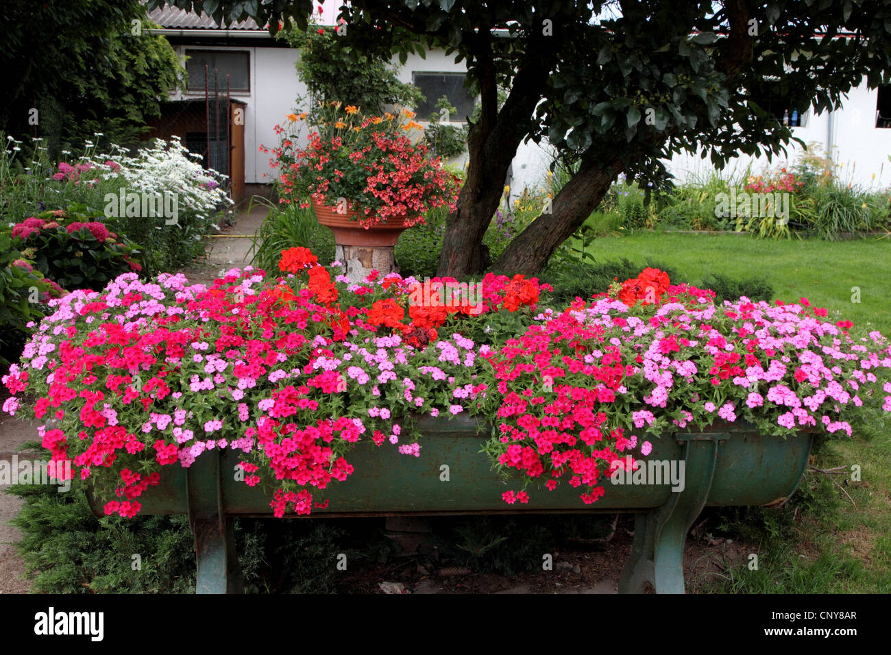 Blumenkasten mit geranien und petunien -Fotos und -Bildmaterial in hoher  Auflsung  Alamy