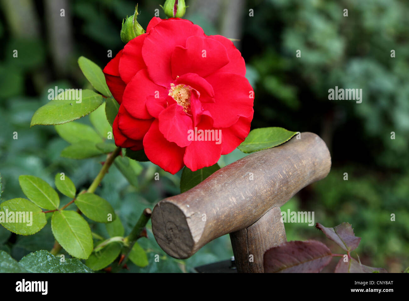 dekorative Rose (Rosa spec.), Rose und Spaten im Garten Stockfoto