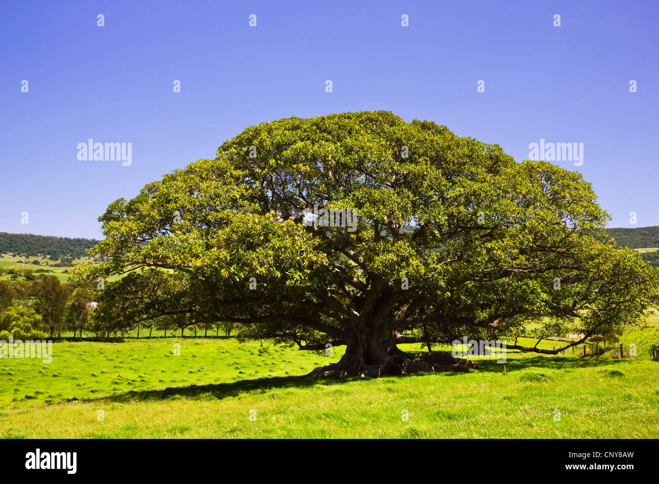 Moreton Bay Feigen (Ficus Macrophylla), großer Baum, Australien, New South Wales, Kiama Stockfoto