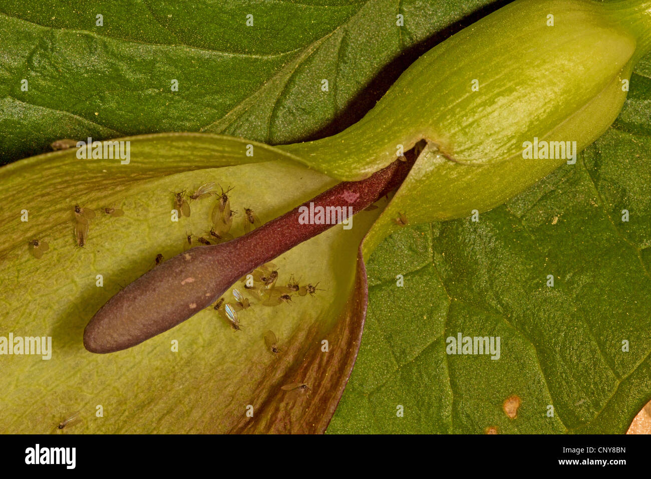 Motten fliegen (Psychoda Phalaenoides), Standortwahl in einem Blütenstand von Arum, Deutschland, Bayern Stockfoto