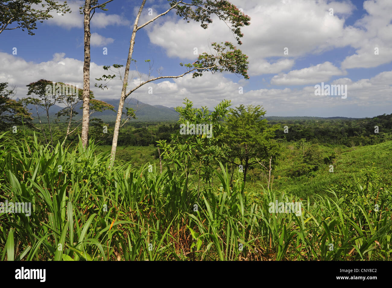 Zuckerrohr Zuckerrohr (Saccharum Officinarum), kultiviert in einem tropischen Regenwald, Honduras, La Mosquitia, Las Marias Stockfoto