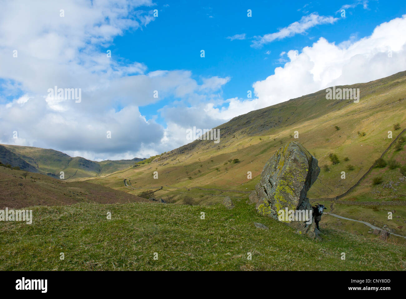 Scandale Fell- und Herdwick Schaf - in der Nähe von Ambleside, Nationalpark Lake District, Cumbria, England UK Stockfoto