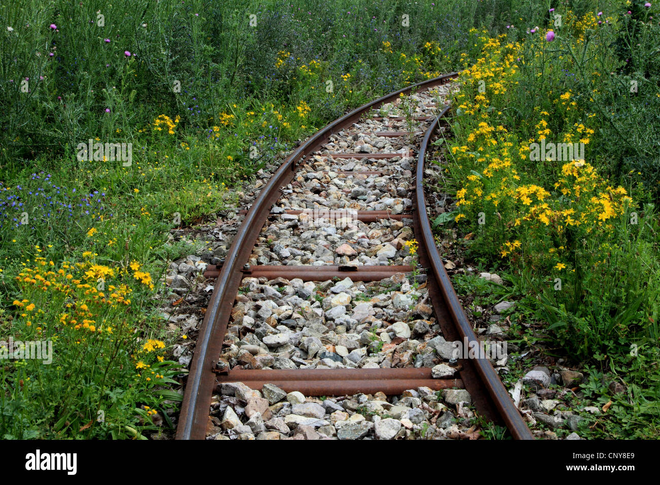 überwucherten Gleis, Deutschland Stockfoto