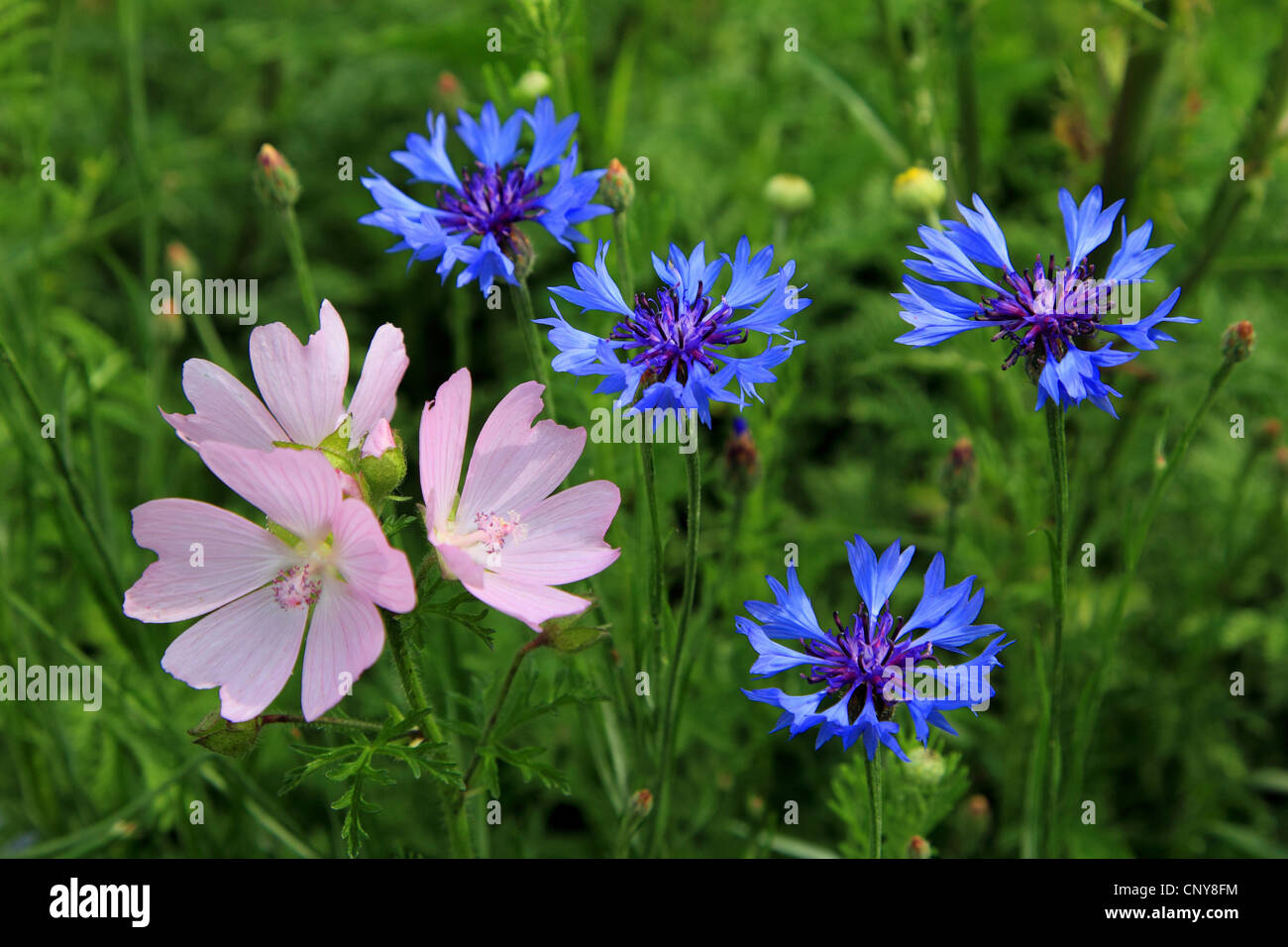 Moschusmalve, Moschus Cheeseweed (Malva Moschata), blühen Moschusmalve mit Kornblumen, Deutschland Stockfoto