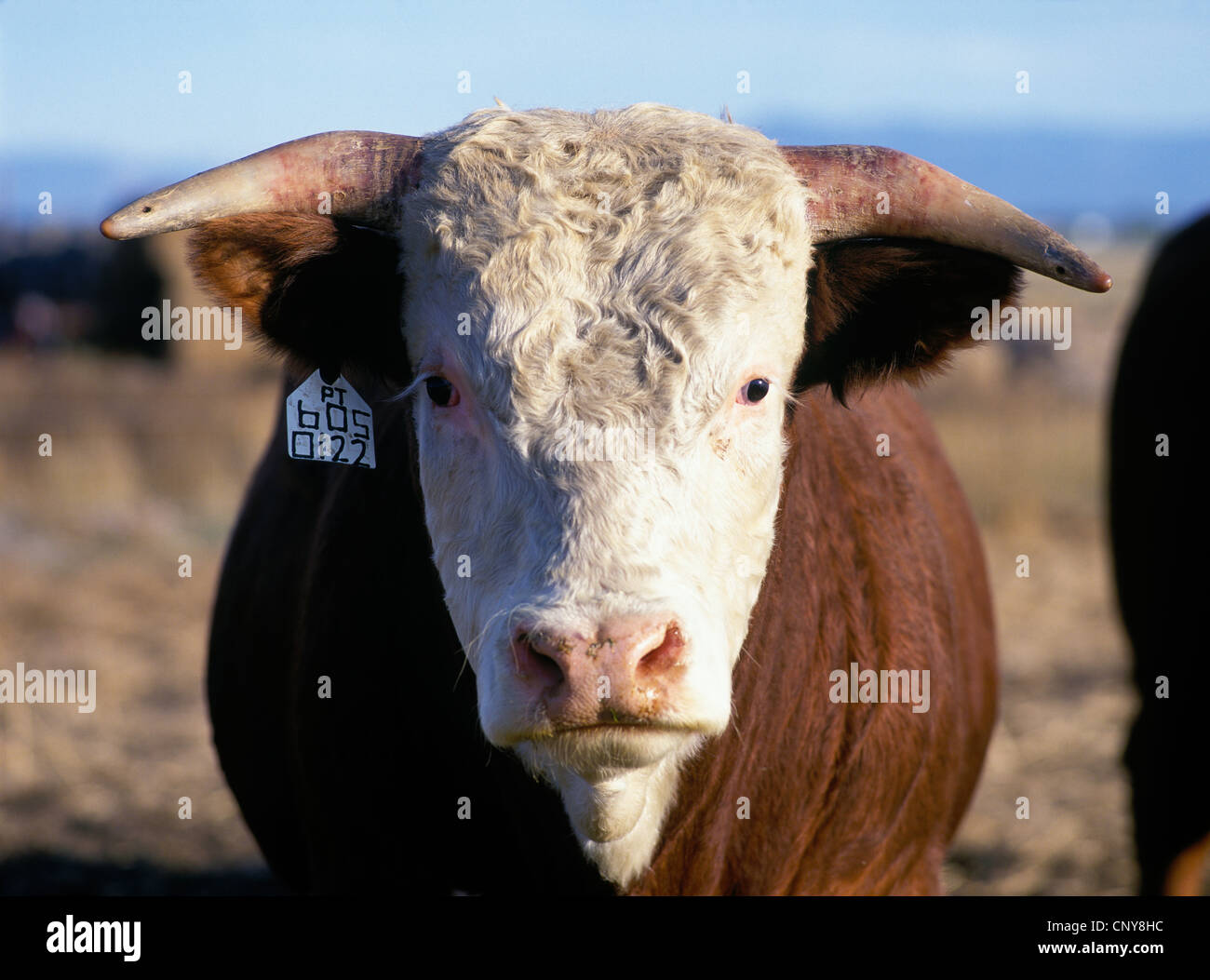 Porträt eines einzigen Hereford Rinder Bullen mit einer Ohrmarke auf einer Gallatin Valley Ranch, Sommer, Montana, USA Stockfoto