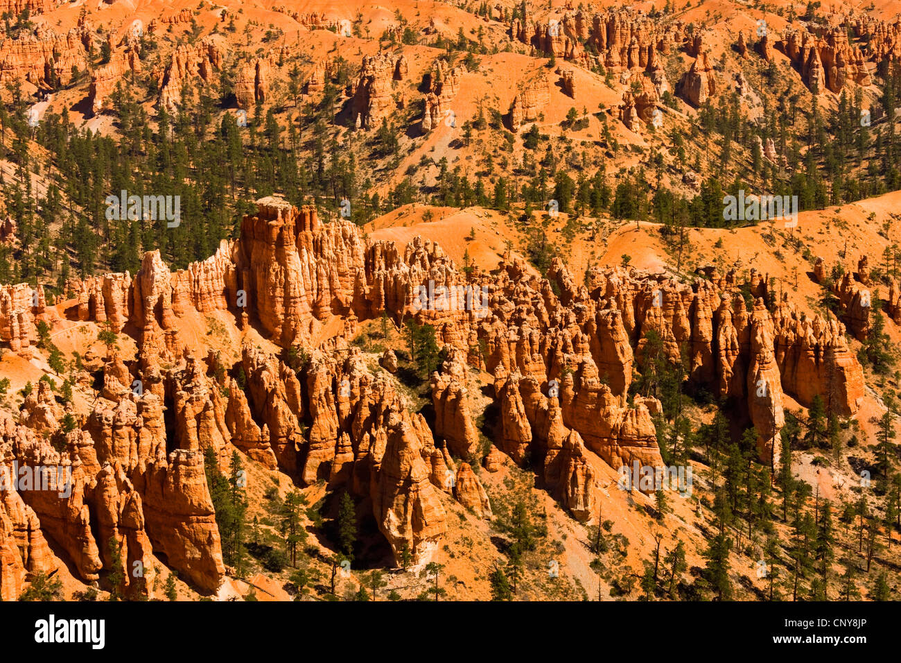 Blick vom Bryce Point auf erodierten Felsformationen, USA, Utah, Bryce-Canyon-Nationalpark, Colorado-Plateau Stockfoto