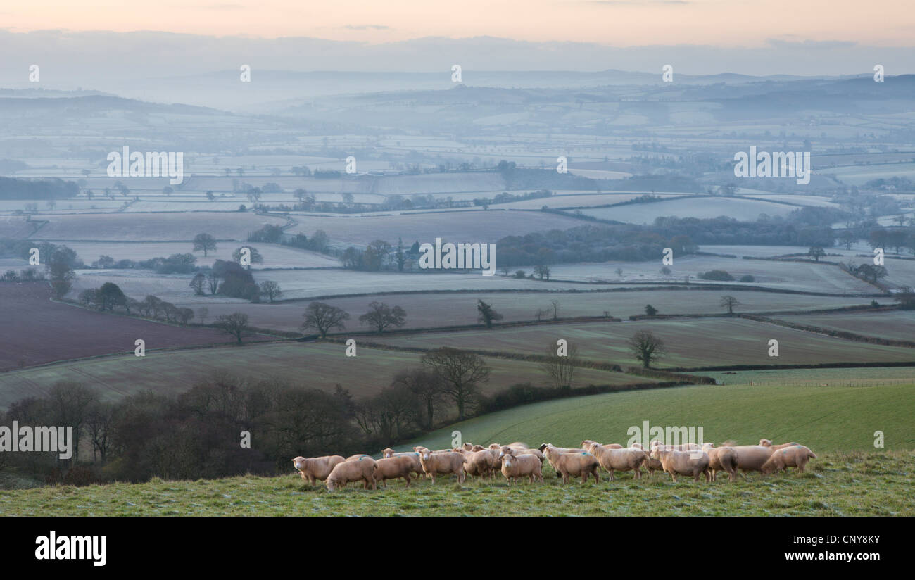 Schafbeweidung auf Raddon Hügel oberhalb einer weiten ländlichen Winterlandschaft bedeckt in Nebel und Frost, Mid Devon, England. Stockfoto